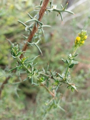 Genista triacanthos