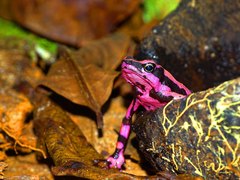 Atelopus hoogmoedi