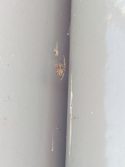 Larinioides sclopetarius