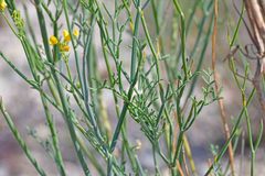 Coronilla juncea