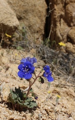 Phacelia nashiana