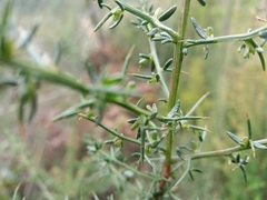 Genista triacanthos