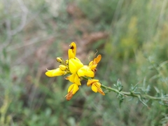 Genista triacanthos