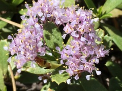 Ceanothus prostratus prostratus