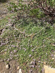 Ceanothus prostratus prostratus