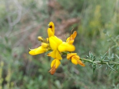 Genista triacanthos