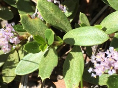 Ceanothus prostratus prostratus