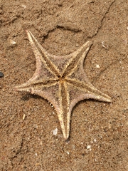 Stellaster childreni
