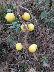 Solanum viarum