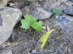 Cnidoscolus angustidens