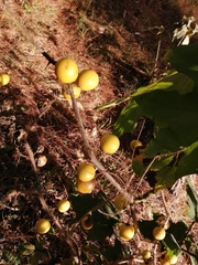 Solanum viarum