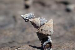 Echinolittorina radiata