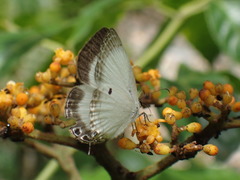 Oboronia punctatus