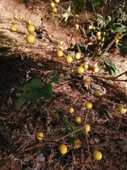 Solanum viarum
