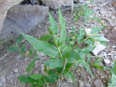 Lasiacis ruscifolia