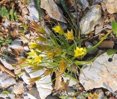 Gagea peduncularis