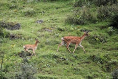 Cervus nippon sichuanicus