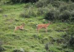 Cervus nippon sichuanicus