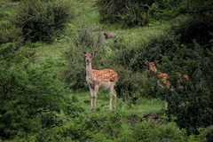 Cervus nippon sichuanicus