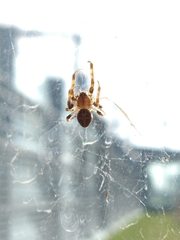 Larinioides sclopetarius