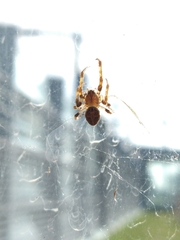 Larinioides sclopetarius