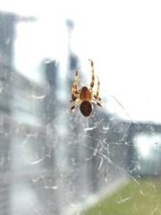 Larinioides sclopetarius