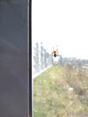 Larinioides sclopetarius