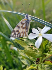 Pontia glauconome