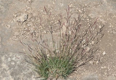 Bouteloua trifida