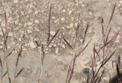 Bouteloua trifida
