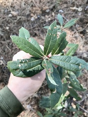 Quercus hypoleucoides