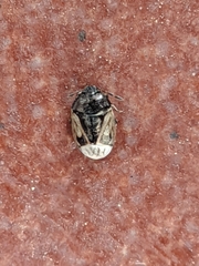 Crocistethus waltlianus