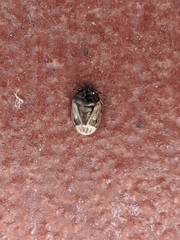 Crocistethus waltlianus