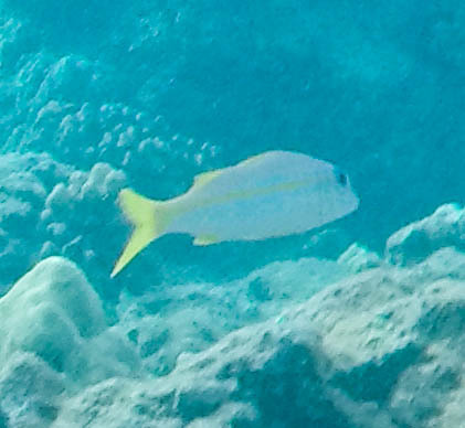 Mulloidichthys vanicolensis