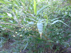 Lasiacis ruscifolia