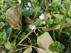 Veronica persica