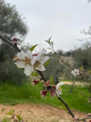 Prunus amygdalus