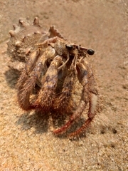 Dardanus hessii
