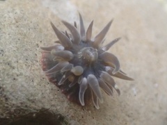 Anthopleura mariae