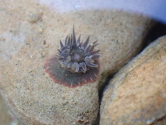 Anthopleura mariae