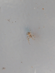 Larinioides sclopetarius