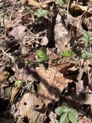 Clinopodium talladeganum