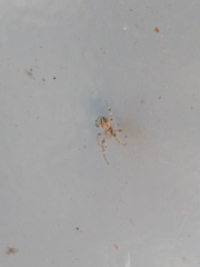 Larinioides sclopetarius