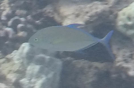 Caranx melampygus