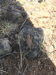 Phrynosoma douglasii