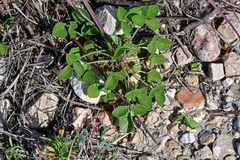 Bituminaria bituminosa