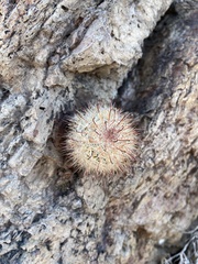 Mammillaria jaliscana