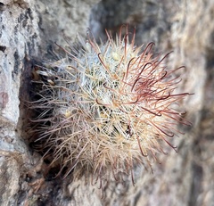 Mammillaria jaliscana