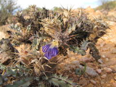 Acanthopsis villosa