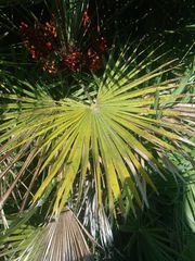 Chamaerops humilis